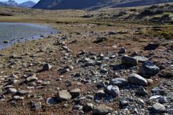 Centrolepis glabra, population of plants on the shore of a kettlehole tarn (Ahuriri Valley, Canterbury).
 Image: K.A. Ford © Landcare Research 2013 